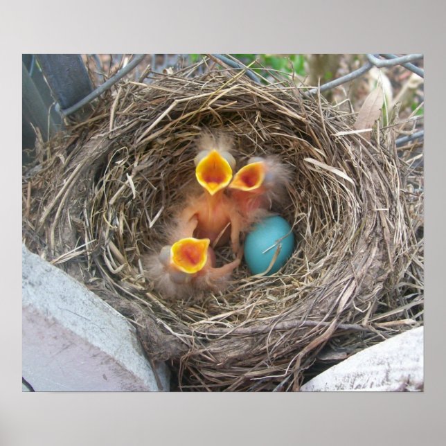 Póster El nuevo nacimiento de la primavera (Frente)