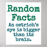 El ojo de avestruz es más grande - Trivia Fact
