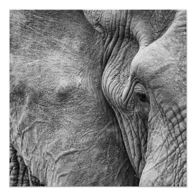 Póster El ojo de un elefante (Anverso)