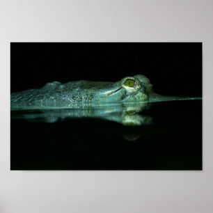 Póster El Ojo Del Gavial