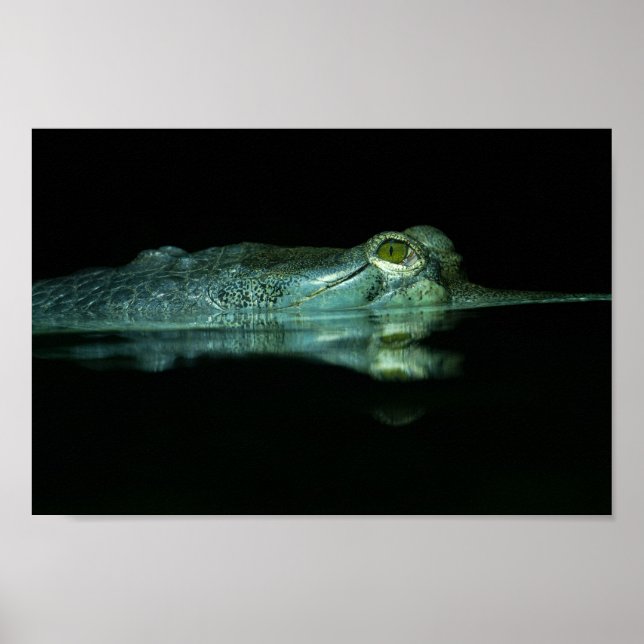 Póster El Ojo Del Gavial (Frente)