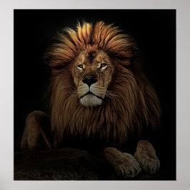 Póster El Orgulloso Lion Africa