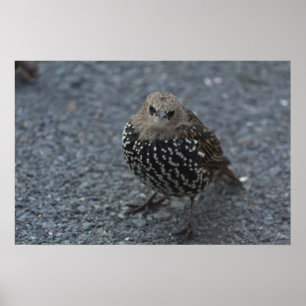 Póster ¿El original pájaro enojado?