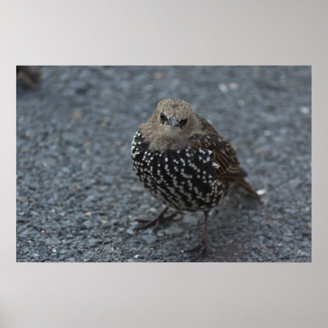 Póster ¿El original pájaro enojado? (Frente)