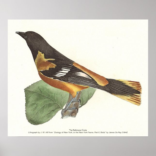 Póster El Oriole de Oro o Baltimore (Icterus galbula) (Frente)