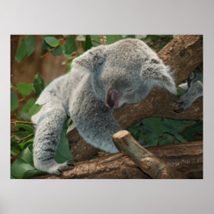 Póster El Oso De Koala Durmiente