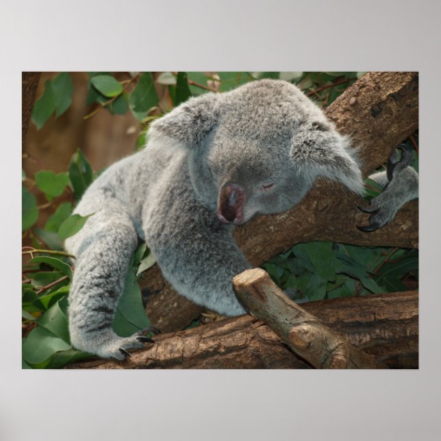 Póster El Oso De Koala Durmiente (Frente)