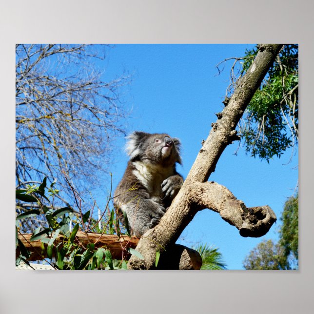 Póster El Oso De Koala En El Árbol Antiguo, (Frente)