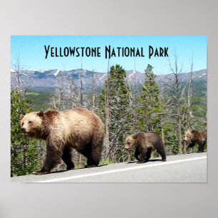 Póster El oso grizzly salvaje mamá y cobs en piedra amari