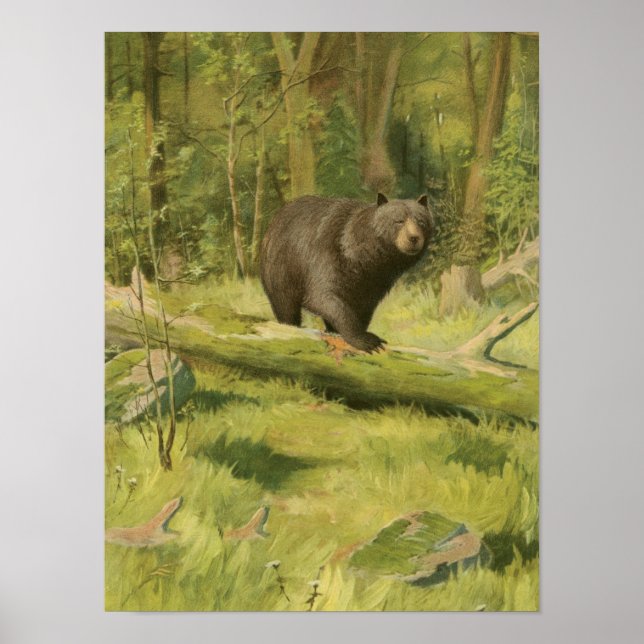Póster El oso negro pisando un tronco de árbol (Frente)