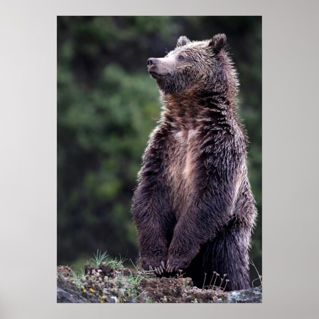 Póster El oso pardo (Frente)