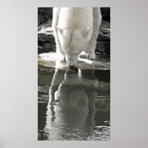 Póster El oso polar, pieza (7) blanco y negro