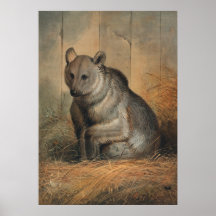 El oso sirio de Joseph Wolf