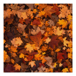 Póster el otoño