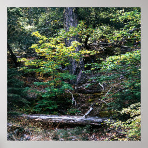 Póster El otoño está aquí.........