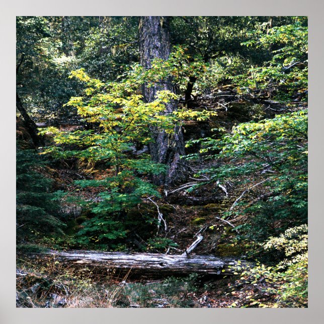 Póster El otoño está aquí......... (Frente)