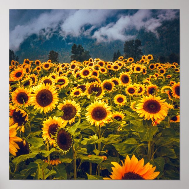 Póster El paisaje del campo del girasol florece en amaril (Frente)