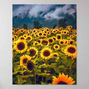 Póster El paisaje del campo del girasol florece en amaril