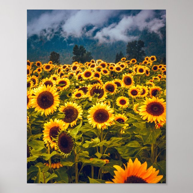 Póster El paisaje del campo del girasol florece en amaril (Frente)