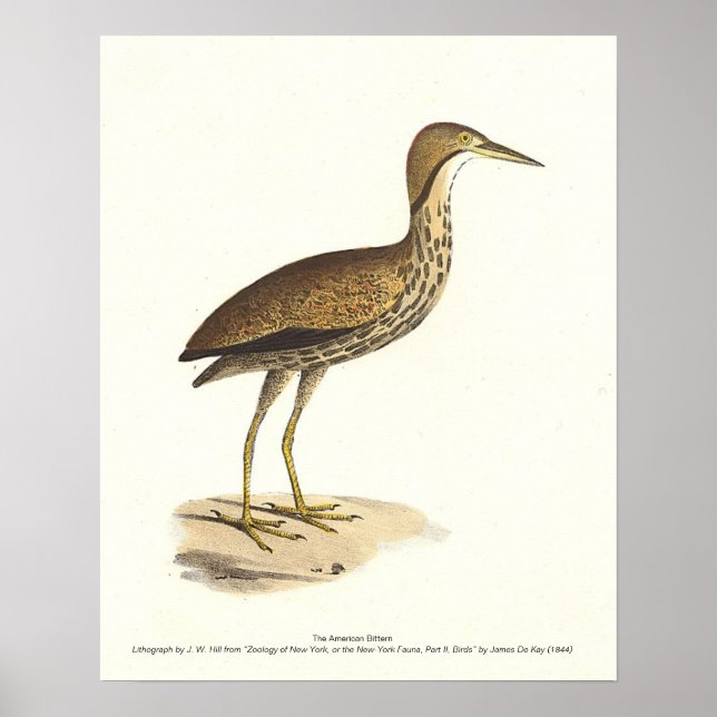 Póster El pájaro Bittern estadounidense (Botaurus lentigi (Frente)