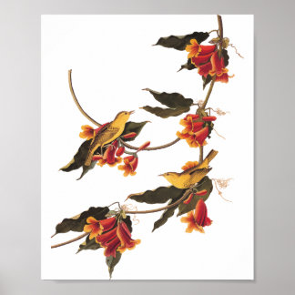 Póster El pájaro de la canción de Rathbone en Crossvine