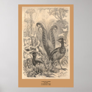 Póster El pájaro de Lyre