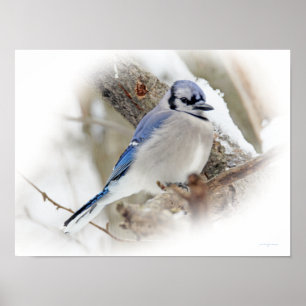 Póster El pájaro del Jay azul en la nieve