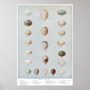Póster El pájaro Eggs la historia natural del vintage de