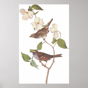 Póster El pájaro langostino blanco de Audubon con flores
