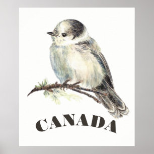 Póster El pájaro nacional Jay gris gris, whisky Jack de