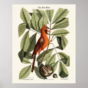 Póster El pájaro rojo - Seligmann