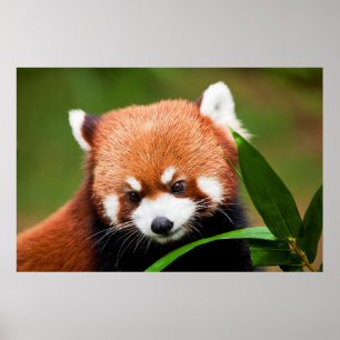 Póster El Panda Rojo