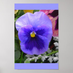 Póster El Pansy Azul