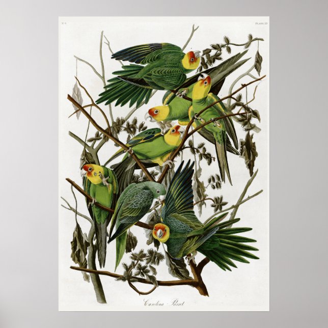 Póster El paracaídas de Carolina de Audubon (Frente)