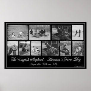 Póster El pastor inglés - perro de la granja de América