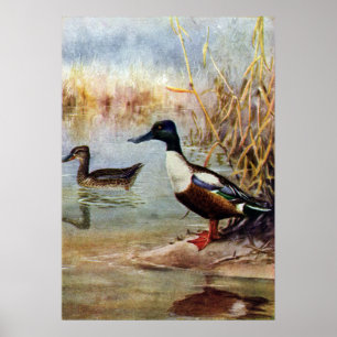 Póster El pato cuchara Ducks el ilustracion del vintage