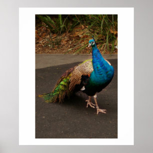 Póster El pavo real
