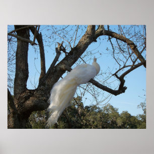 Póster El pavo real albino en un árbol