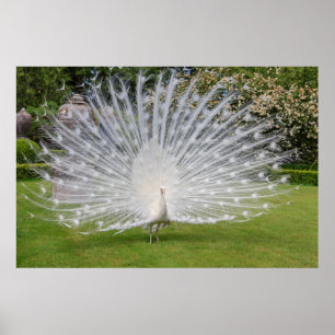 Póster El pavo real del albino exhibe plumas