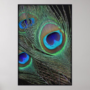 Póster El pavo real empluma el poster vertical -40x60