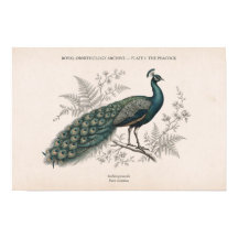 El Pavo Real Vintage Pavo Real Victoriano