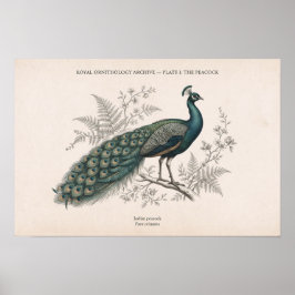 Póster El Pavo Real Vintage Pavo Real Victoriano
