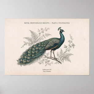 Póster El Pavo Real Vintage Pavo Real Victoriano