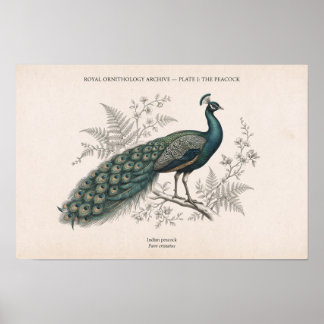 Póster El Pavo Real Vintage Pavo Real Victoriano