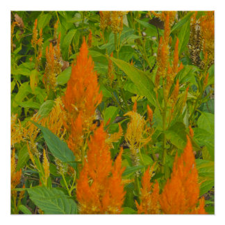 Póster El peine de un gallo con amor ardiente