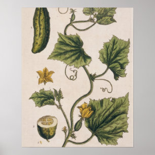Póster El pepino del jardín, platea 4 "de un herbario
