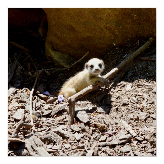 Póster El pequeño Meerkat, (Anverso)
