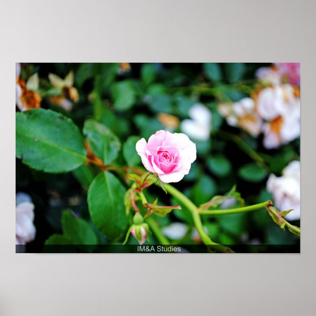 Póster El pequeño Rosa (Frente)