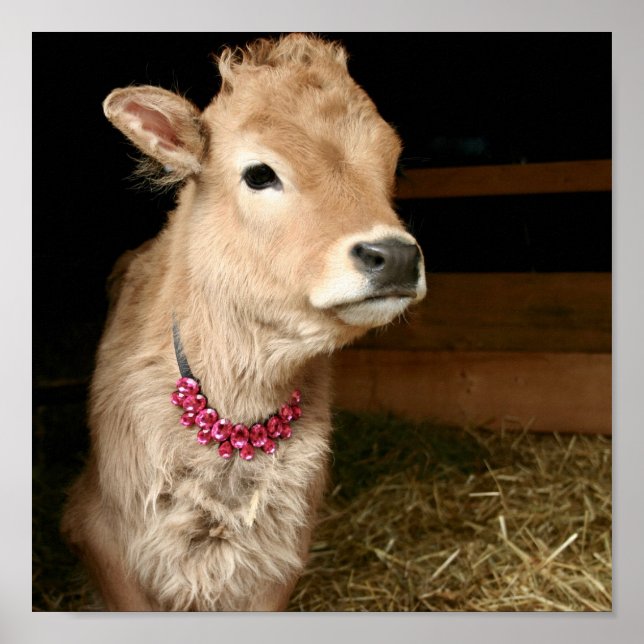 Póster El pequeño Tinker de la vaca llevando cosas. (Frente)