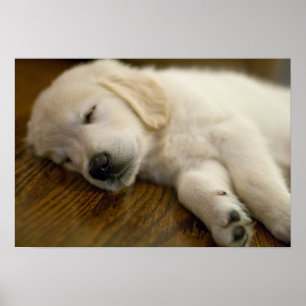 Póster El perrito del golden retriever toma una siesta